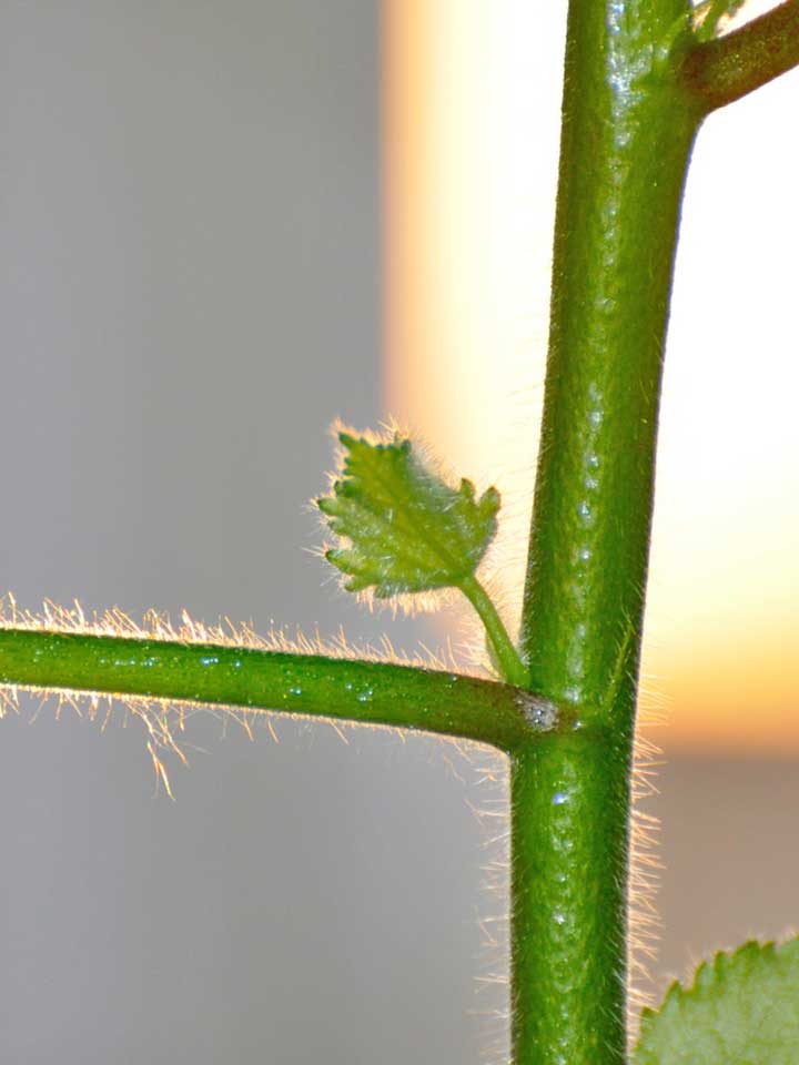 kleines Blatt an einer Zimmerpflanze
