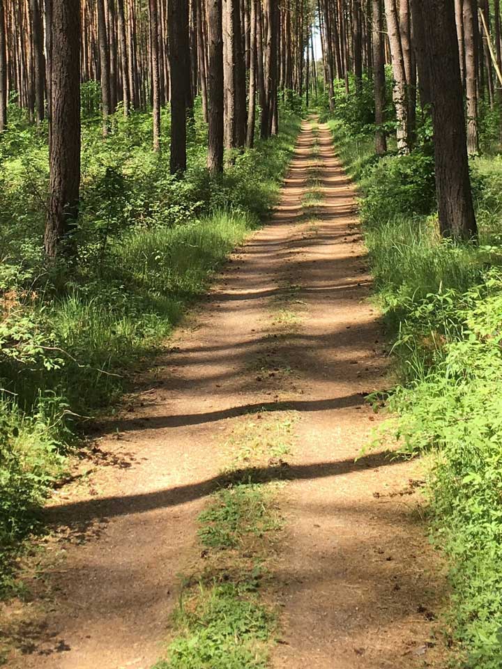 schmaler Pfad durch den einen Tannenwald